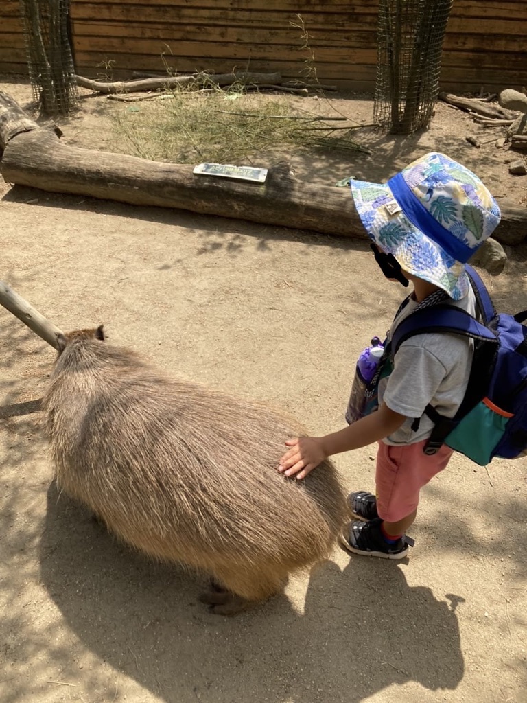 カピパラ